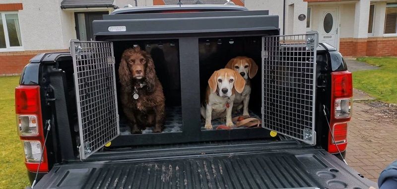 Best Dog Kennel For Big Truck