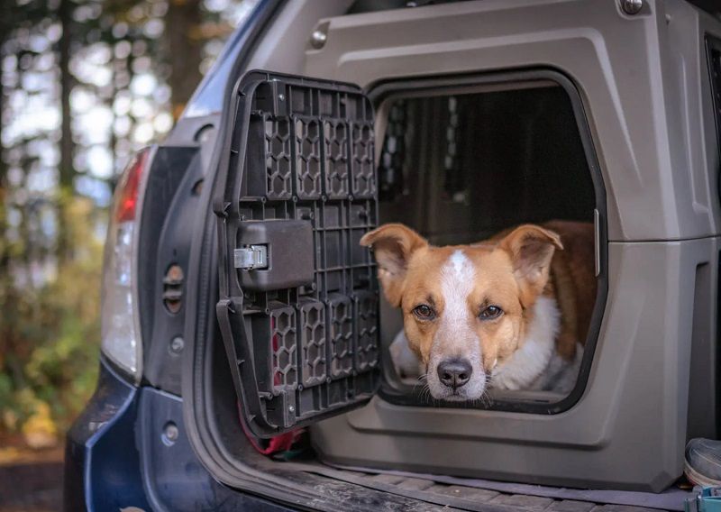 Best Dog Kennel For Big Truck