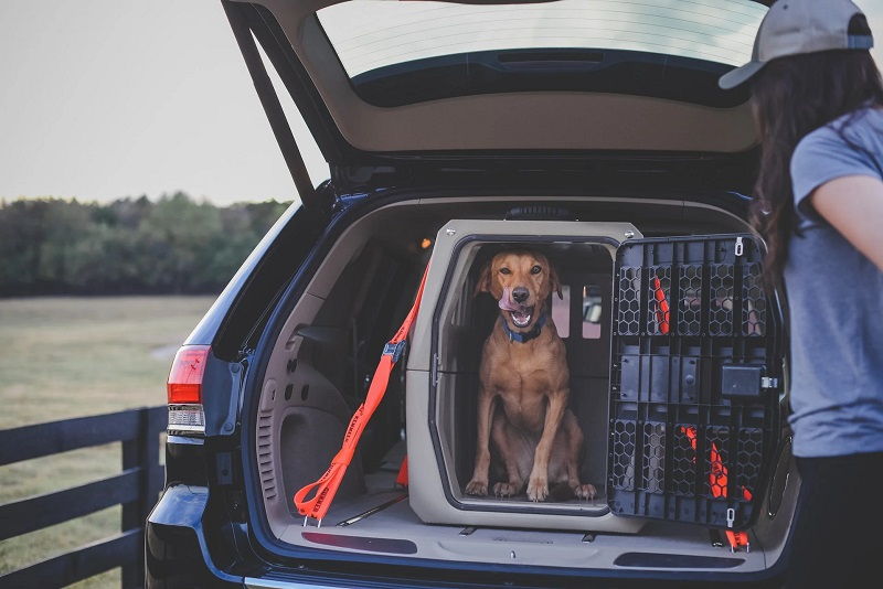 Best Dog Kennel For Big Truck