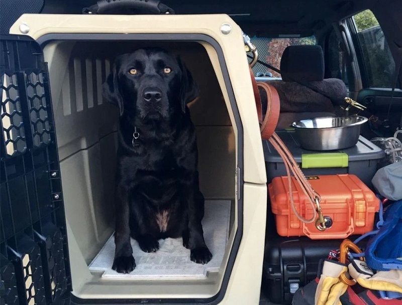 Best Dog Kennel For Big Truck